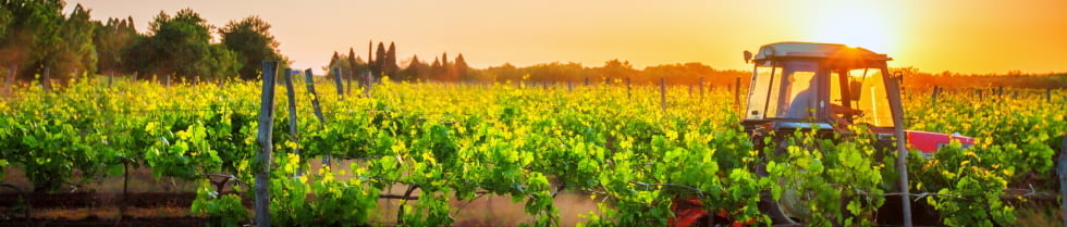 Pneus agricoles pour les vignes