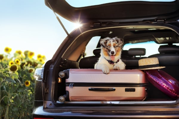 Bien charger sa voiture pour les vacances
